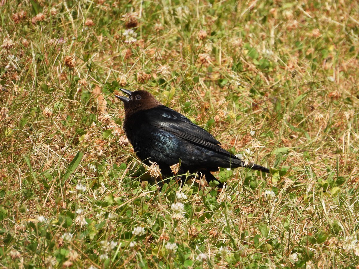 Brown-headed Cowbird - ML620714145