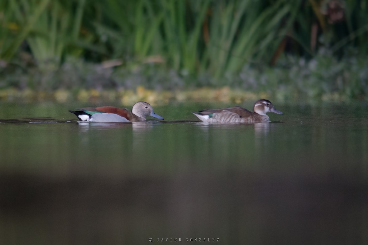 Ringed Teal - ML620714150