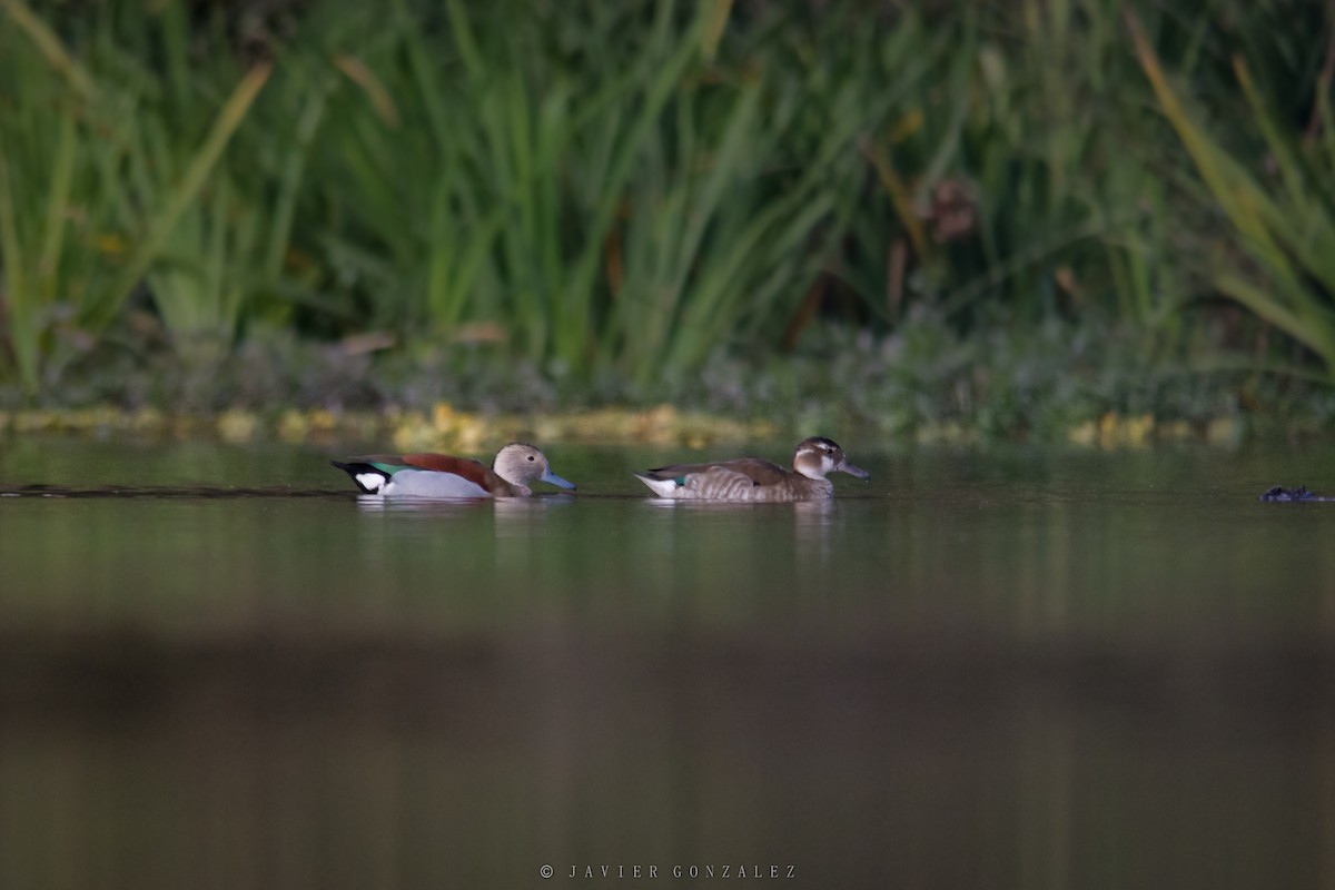 Ringed Teal - ML620714151