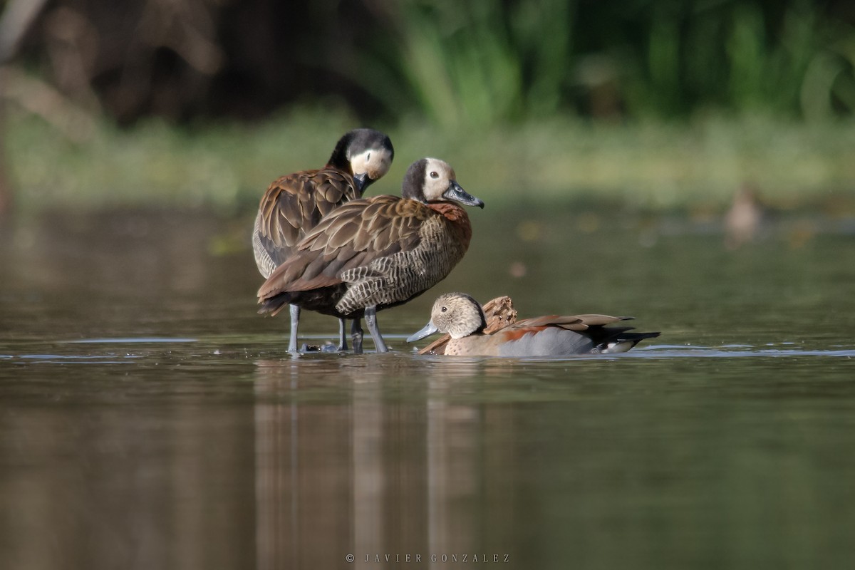 Ringed Teal - ML620714153