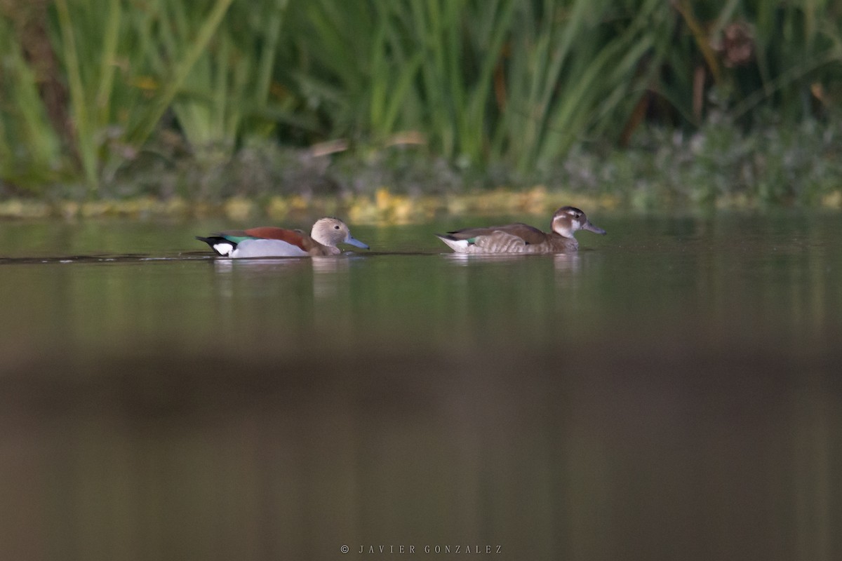 Ringed Teal - ML620714155