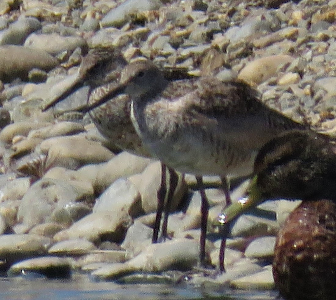 Willet - ML620714156