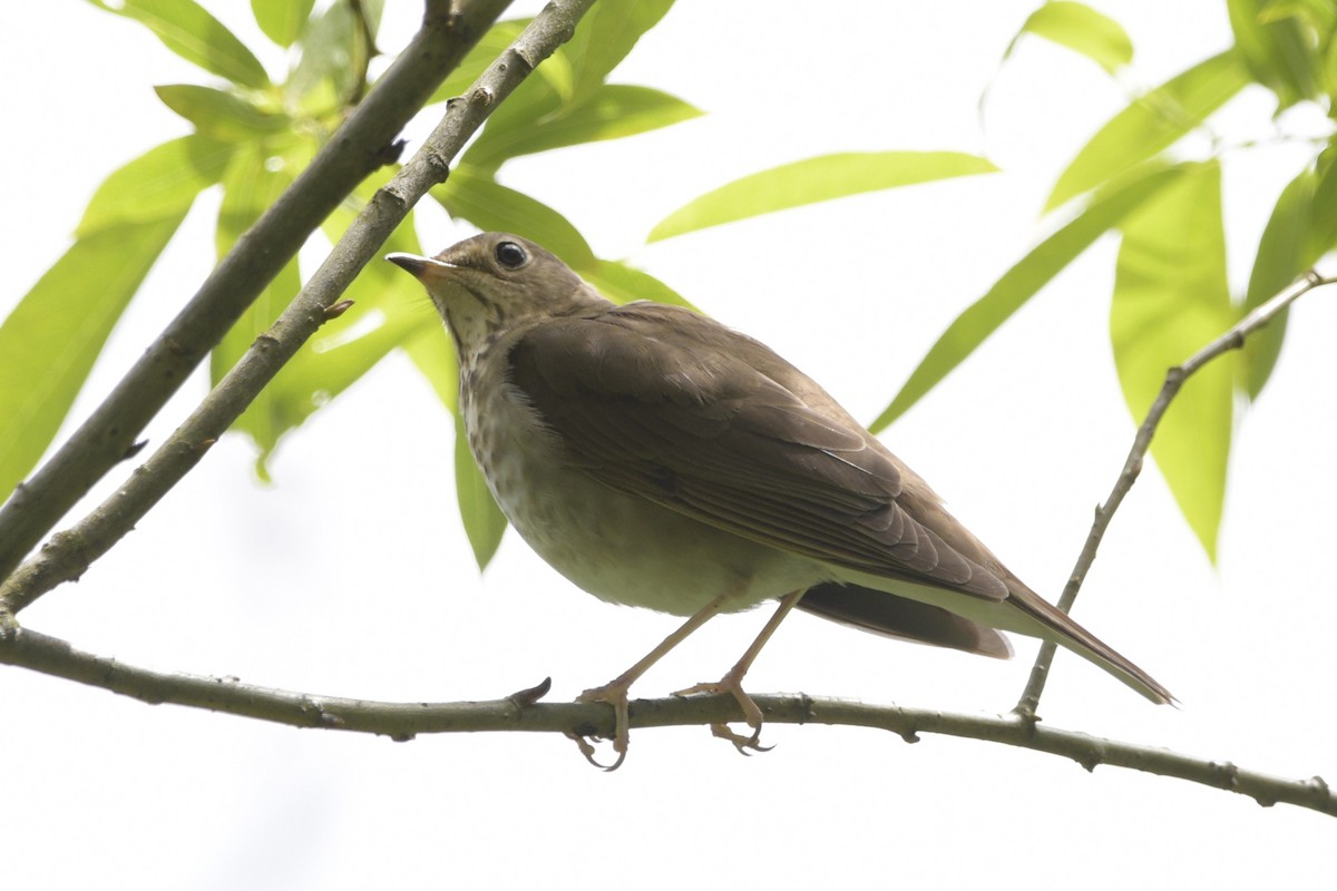 Swainson's Thrush - ML620714157