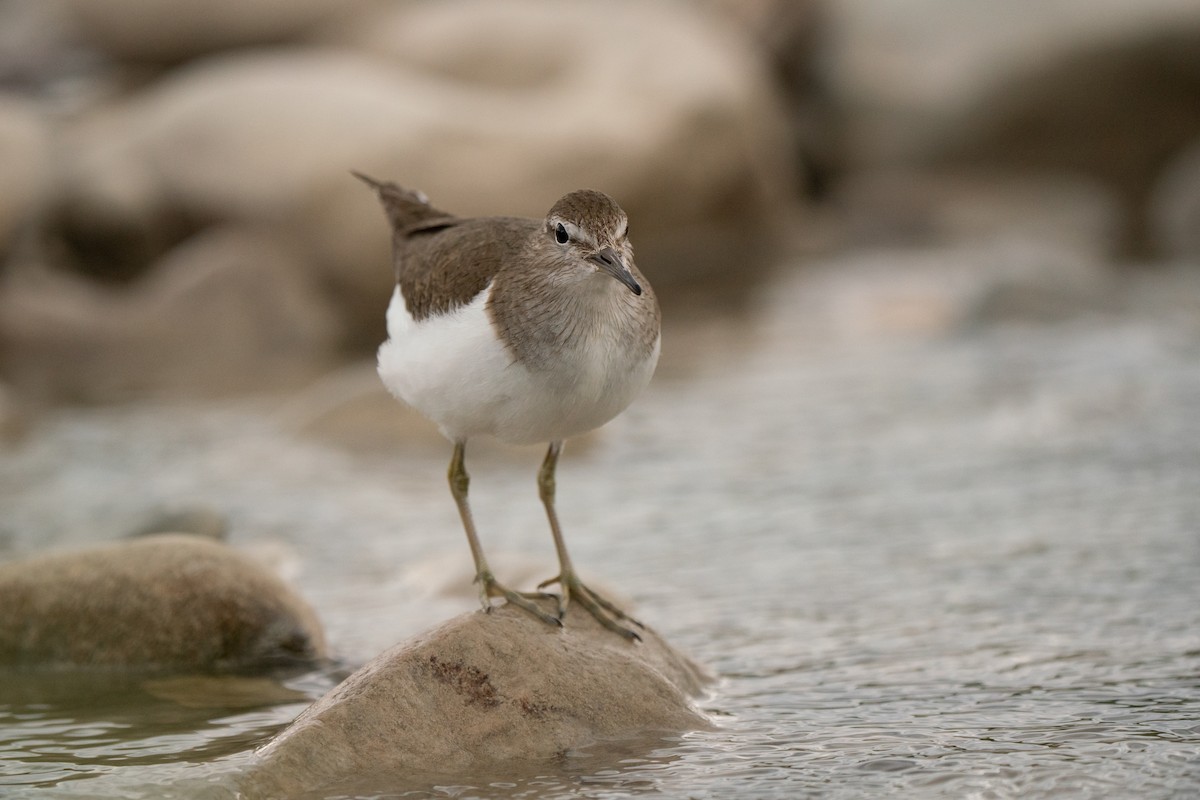 Common Sandpiper - ML620714161