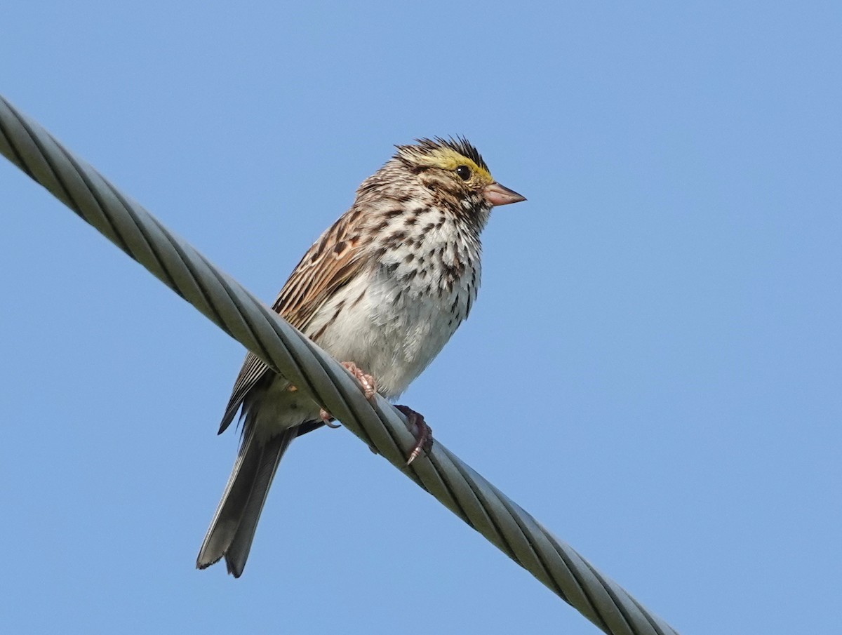 Savannah Sparrow - ML620714162