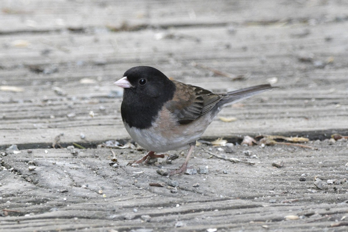 Junco Ojioscuro (grupo oreganus) - ML620714167