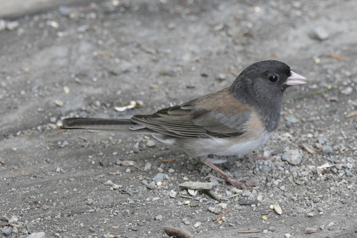 Junco ardoisé (groupe oreganus) - ML620714168