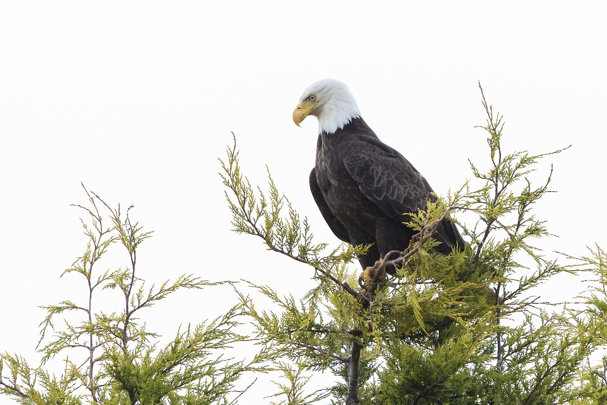 Bald Eagle - ML620714169