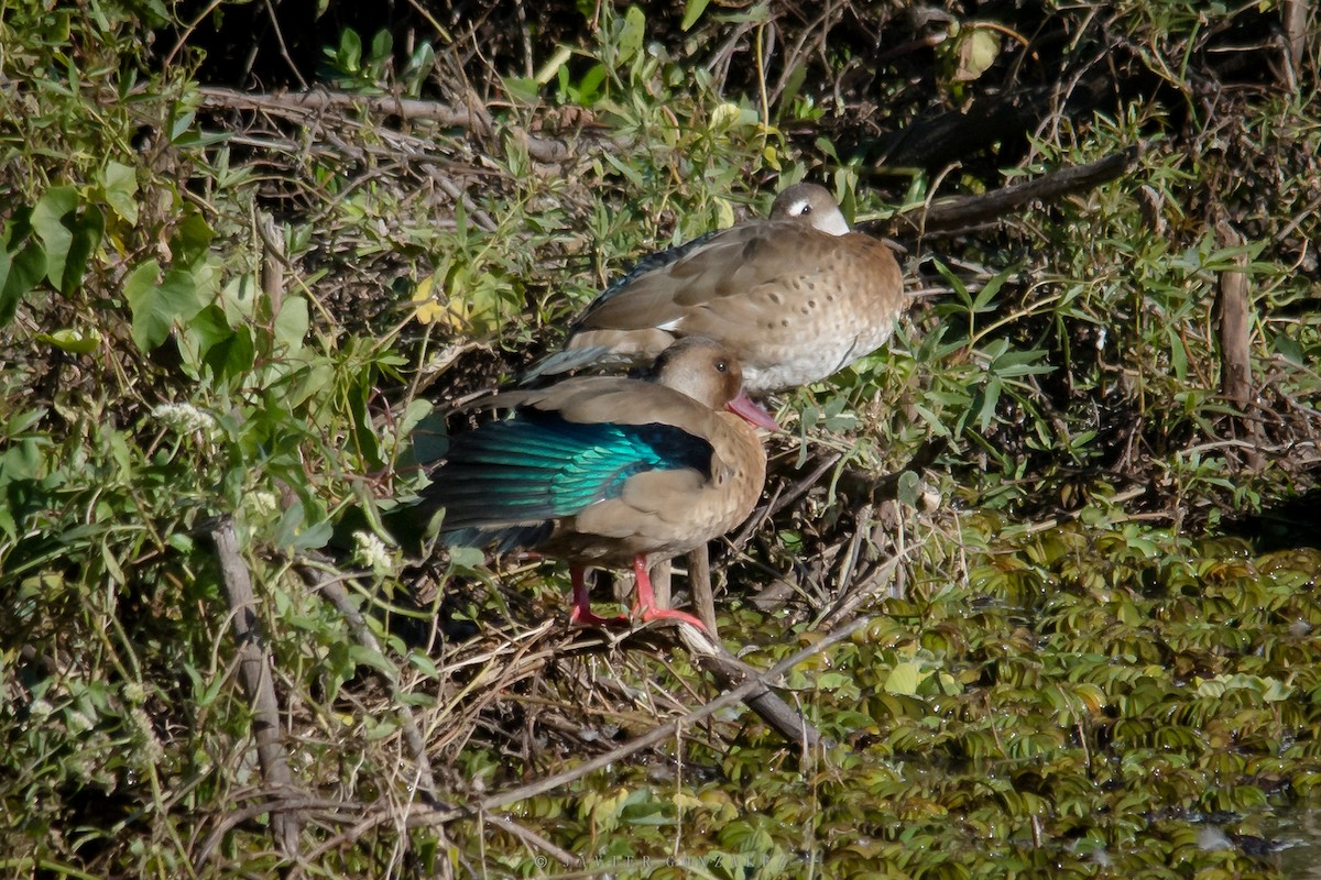 Brazilian Teal - Javier González