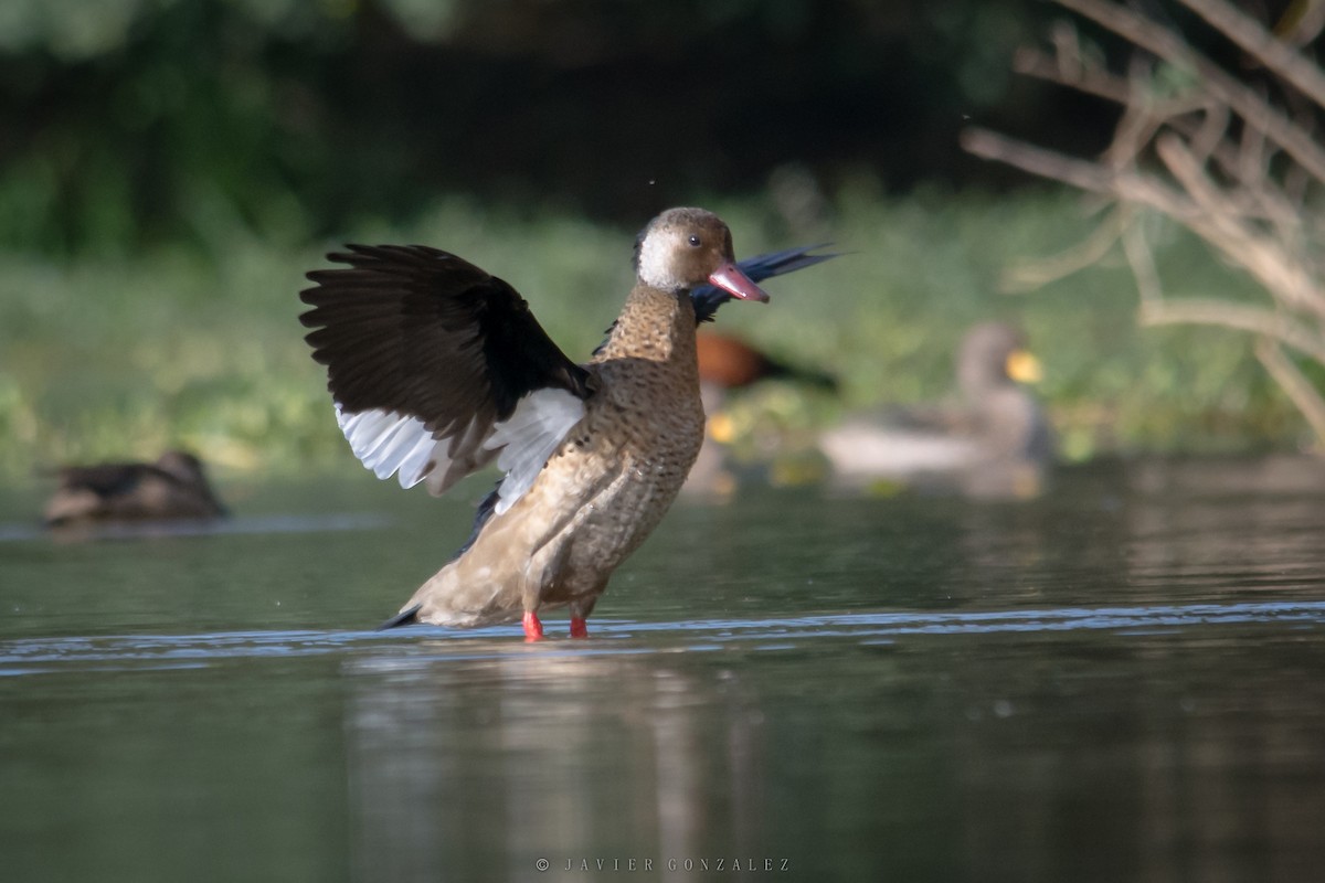 Pato Brasileño - ML620714174