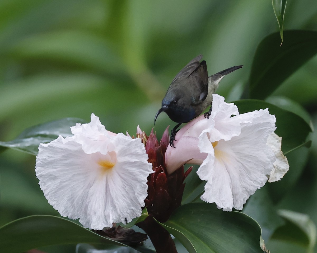 Seychelles Sunbird - ML620714178