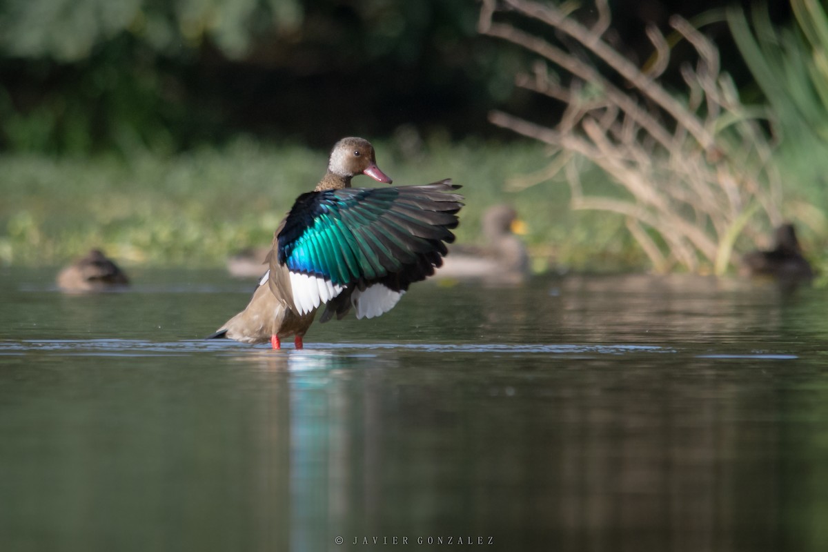 Pato Brasileño - ML620714180