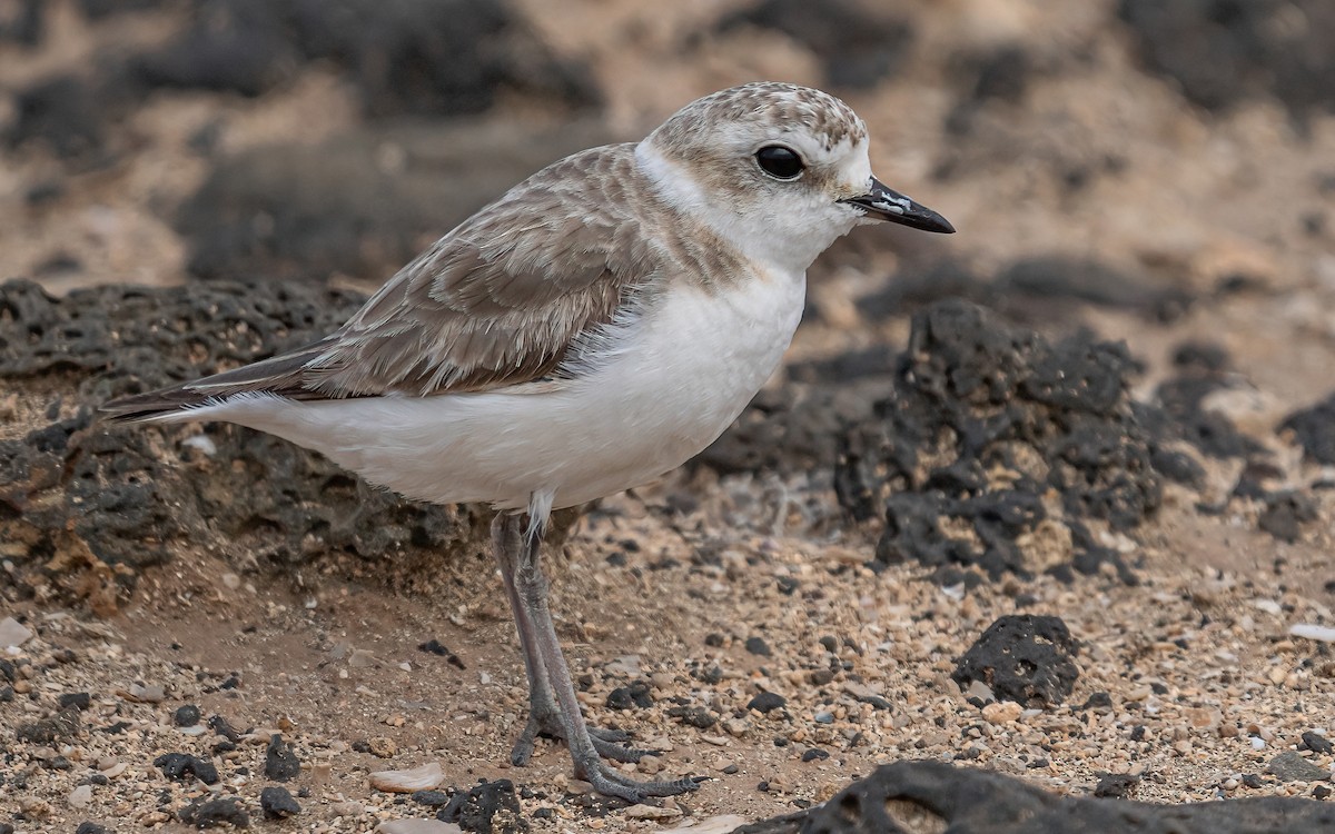 Kentish Plover - ML620714181