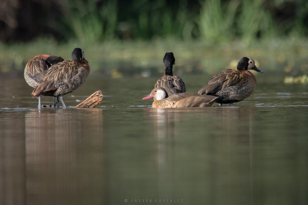 Pato Brasileño - ML620714182