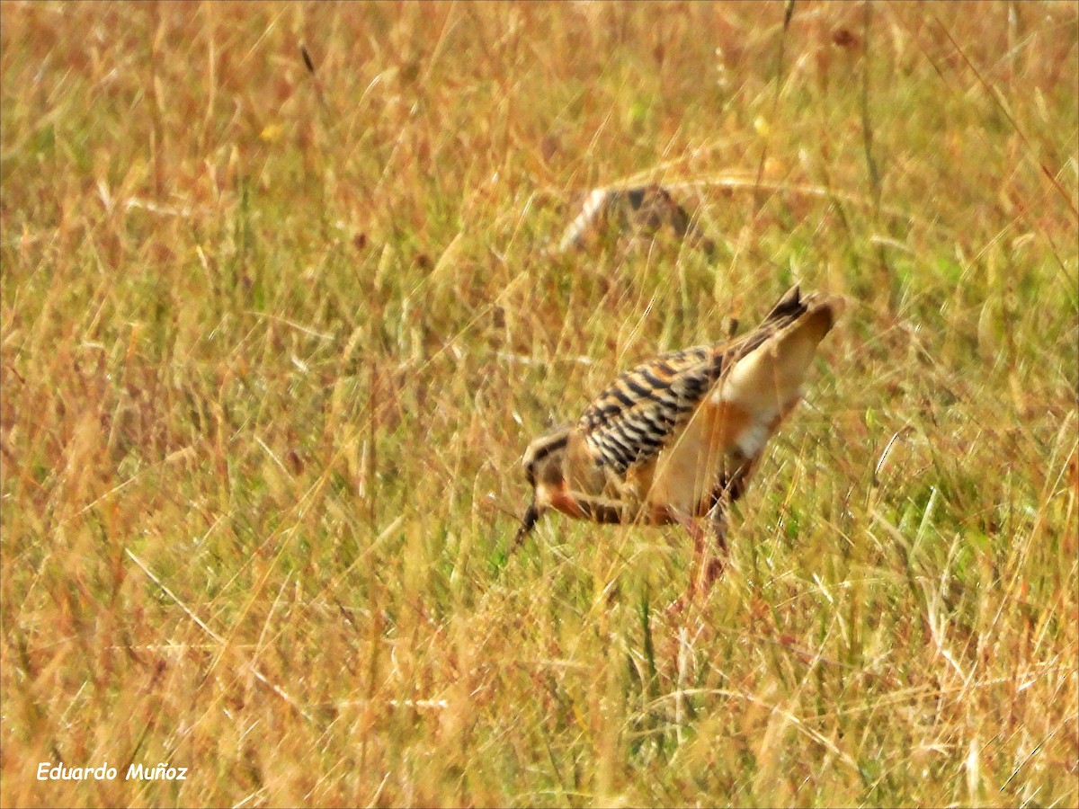 Tawny-throated Dotterel - ML620714184