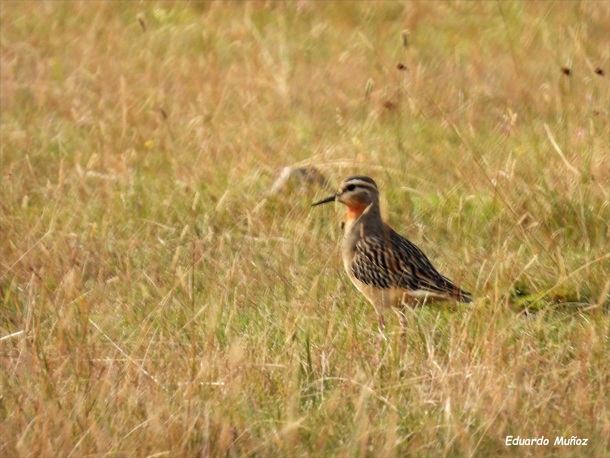 Tawny-throated Dotterel - ML620714185