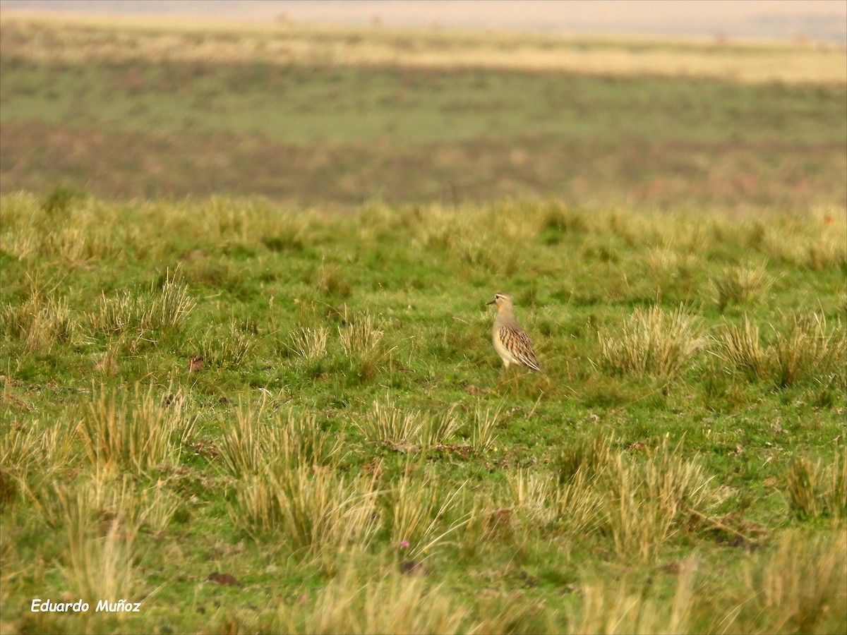 Tawny-throated Dotterel - ML620714186