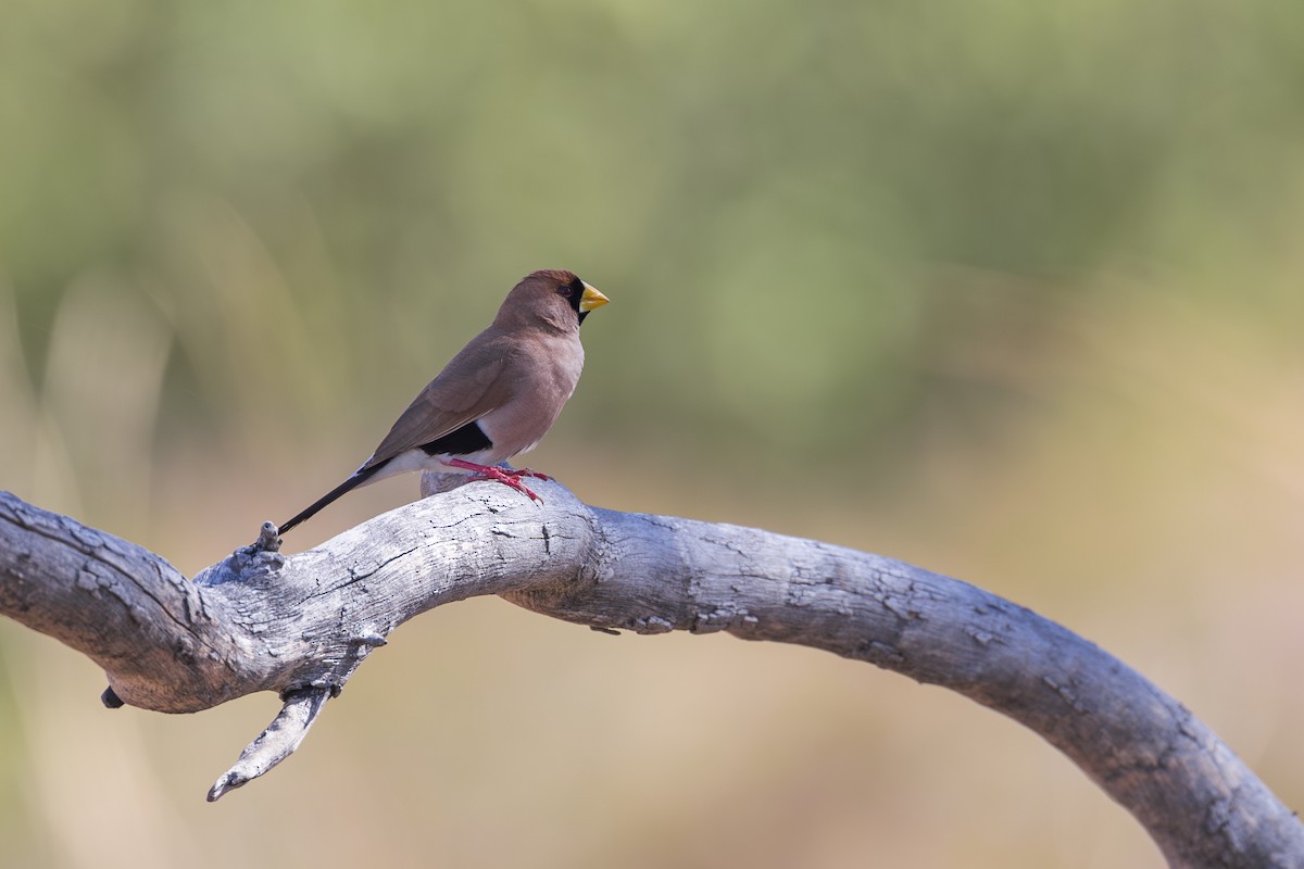 Masked Finch - ML620714187