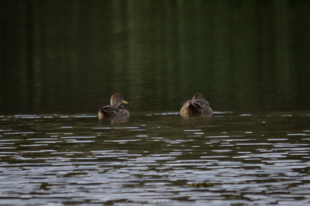 Yellow-billed Pintail - ML620714188