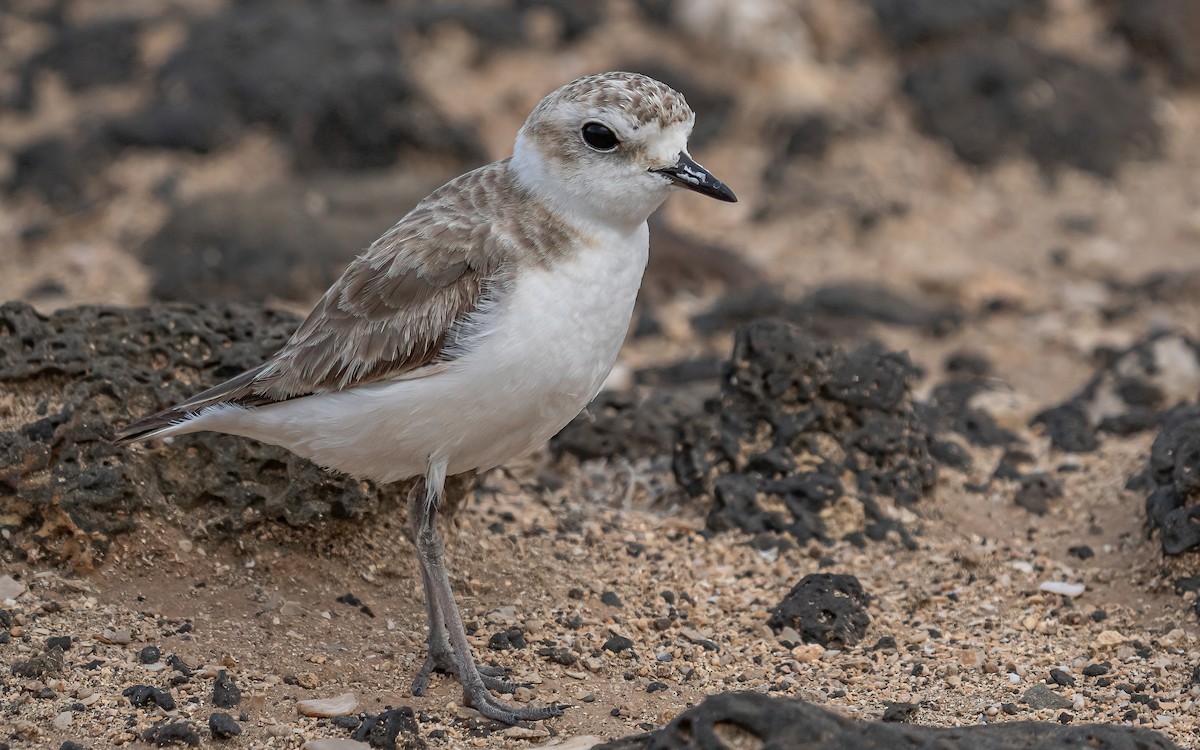 Kentish Plover - ML620714189