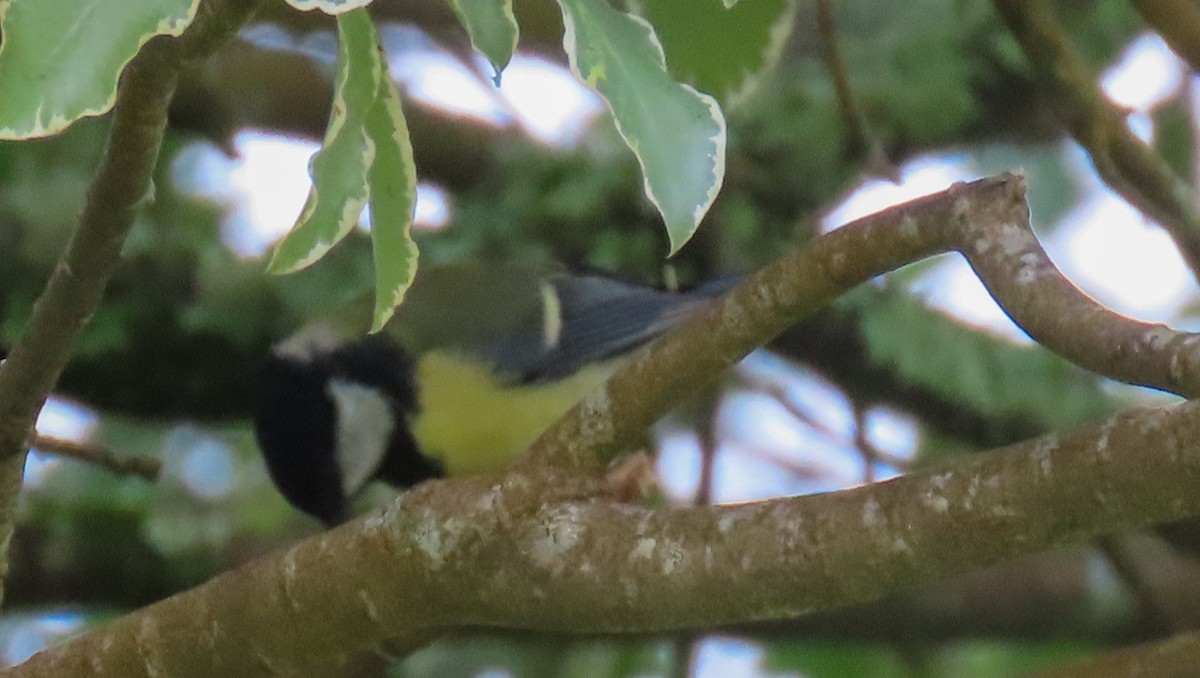 Great Tit - ML620714190