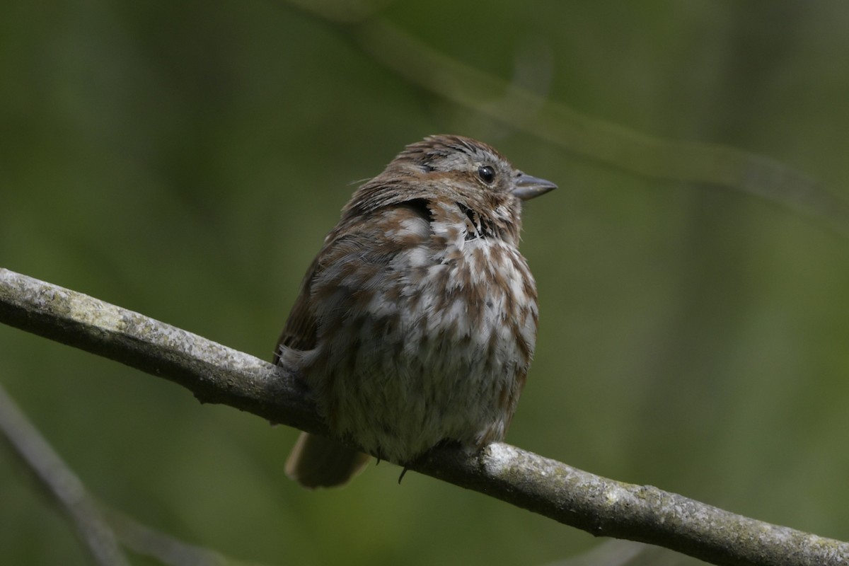 Song Sparrow - Ian Thomson