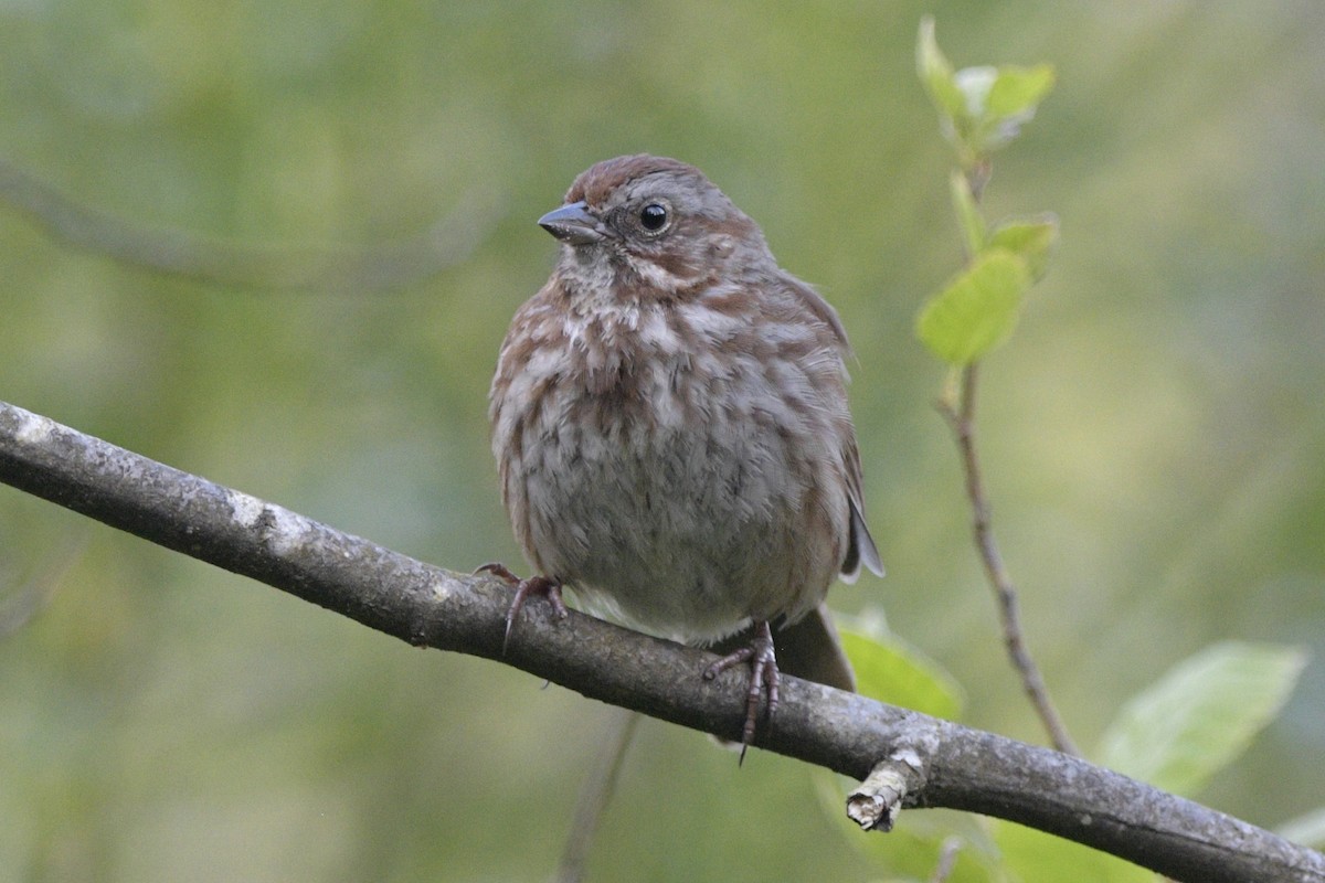 Song Sparrow - ML620714193