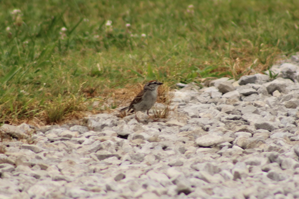 Chipping Sparrow - ML620714194