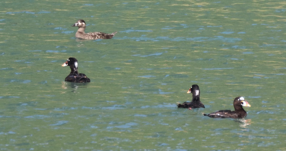 Surf Scoter - ML620714195