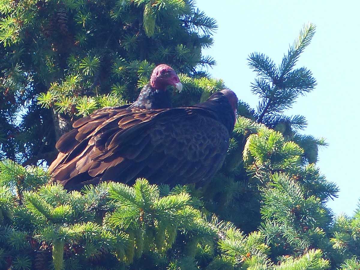 Turkey Vulture - ML620714196