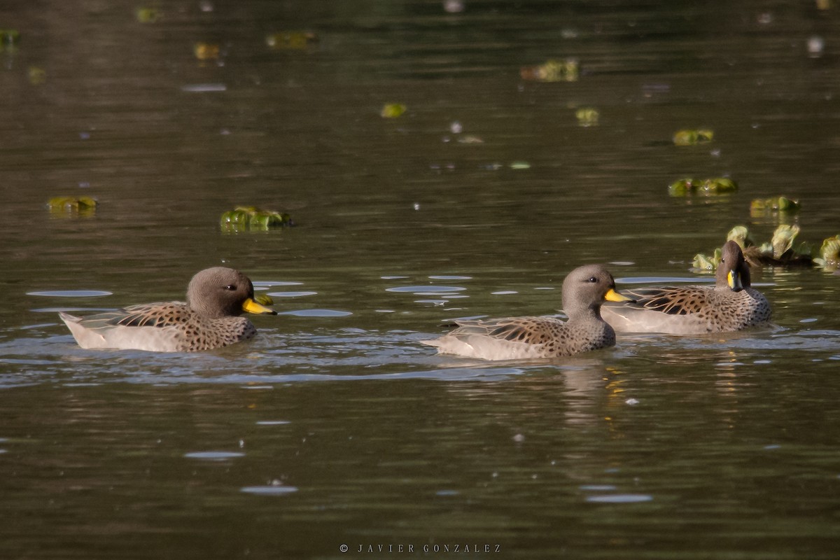 Yellow-billed Teal - ML620714197