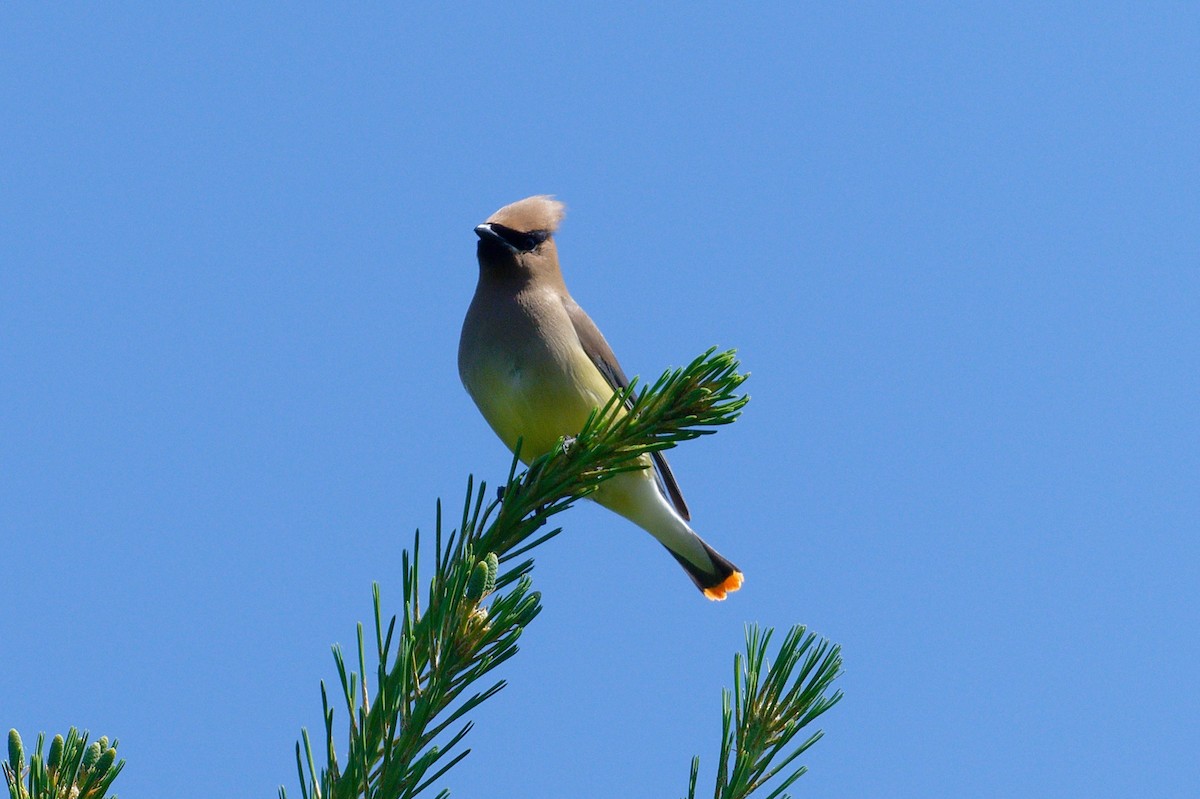 Cedar Waxwing - ML620714206