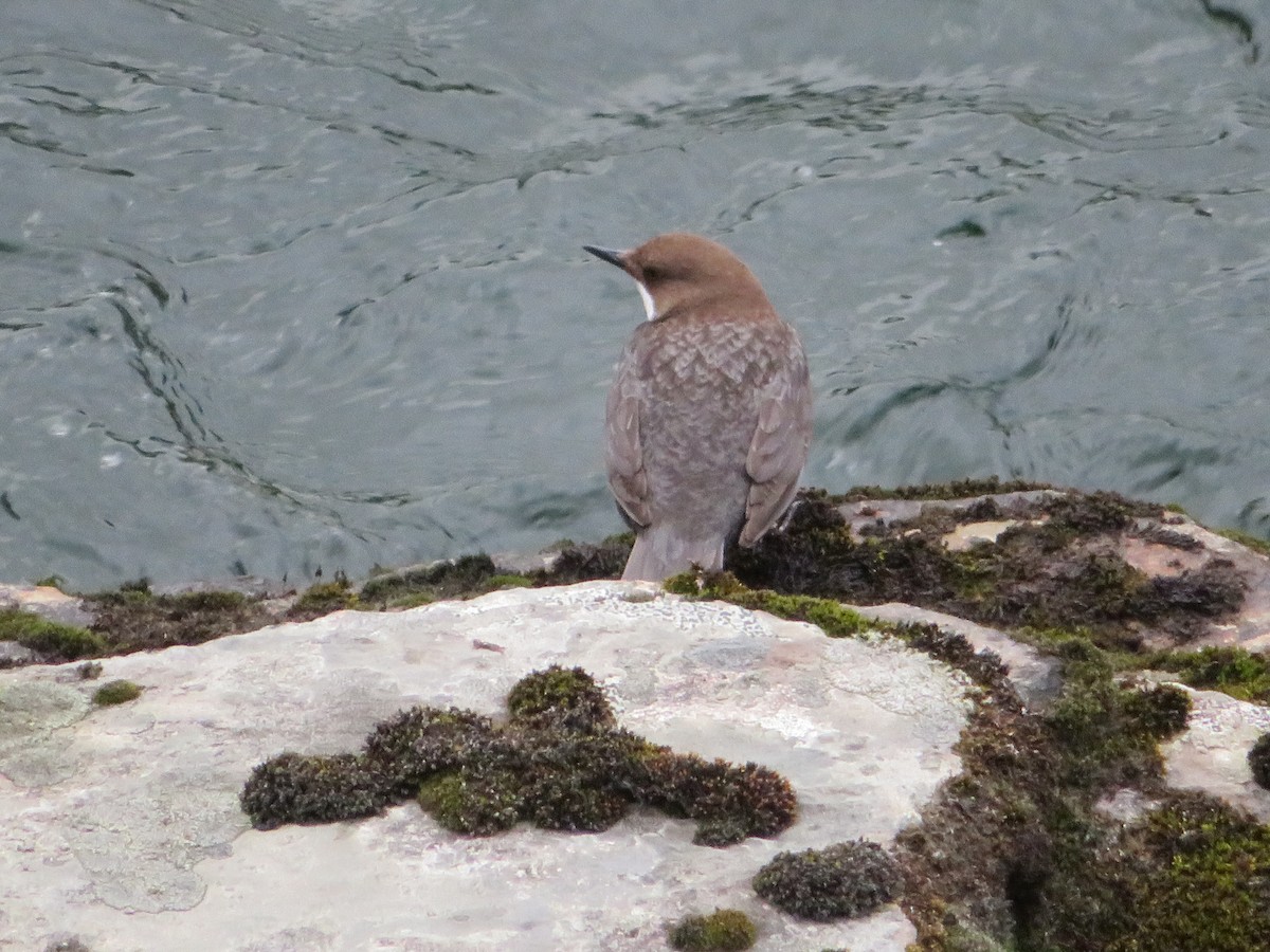 White-throated Dipper - Shima Shakory