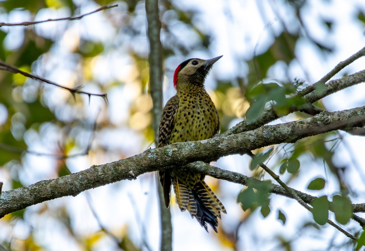 Green-barred Woodpecker - ML620714216
