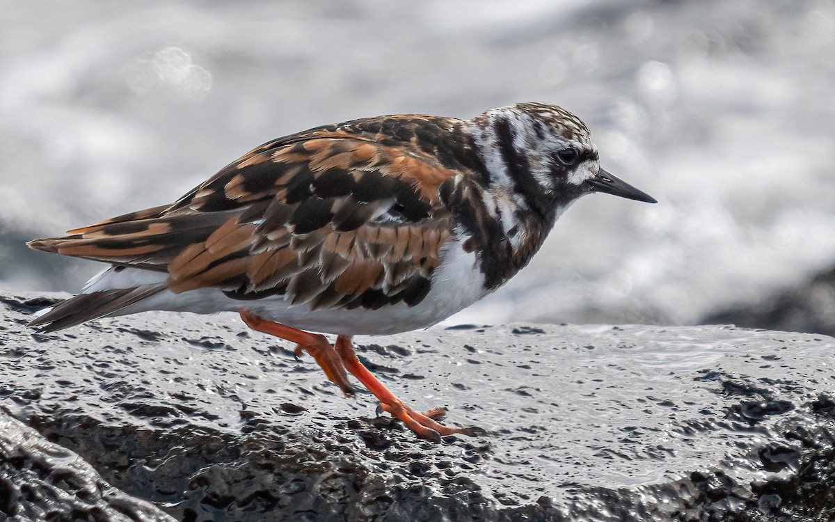 Ruddy Turnstone - ML620714217