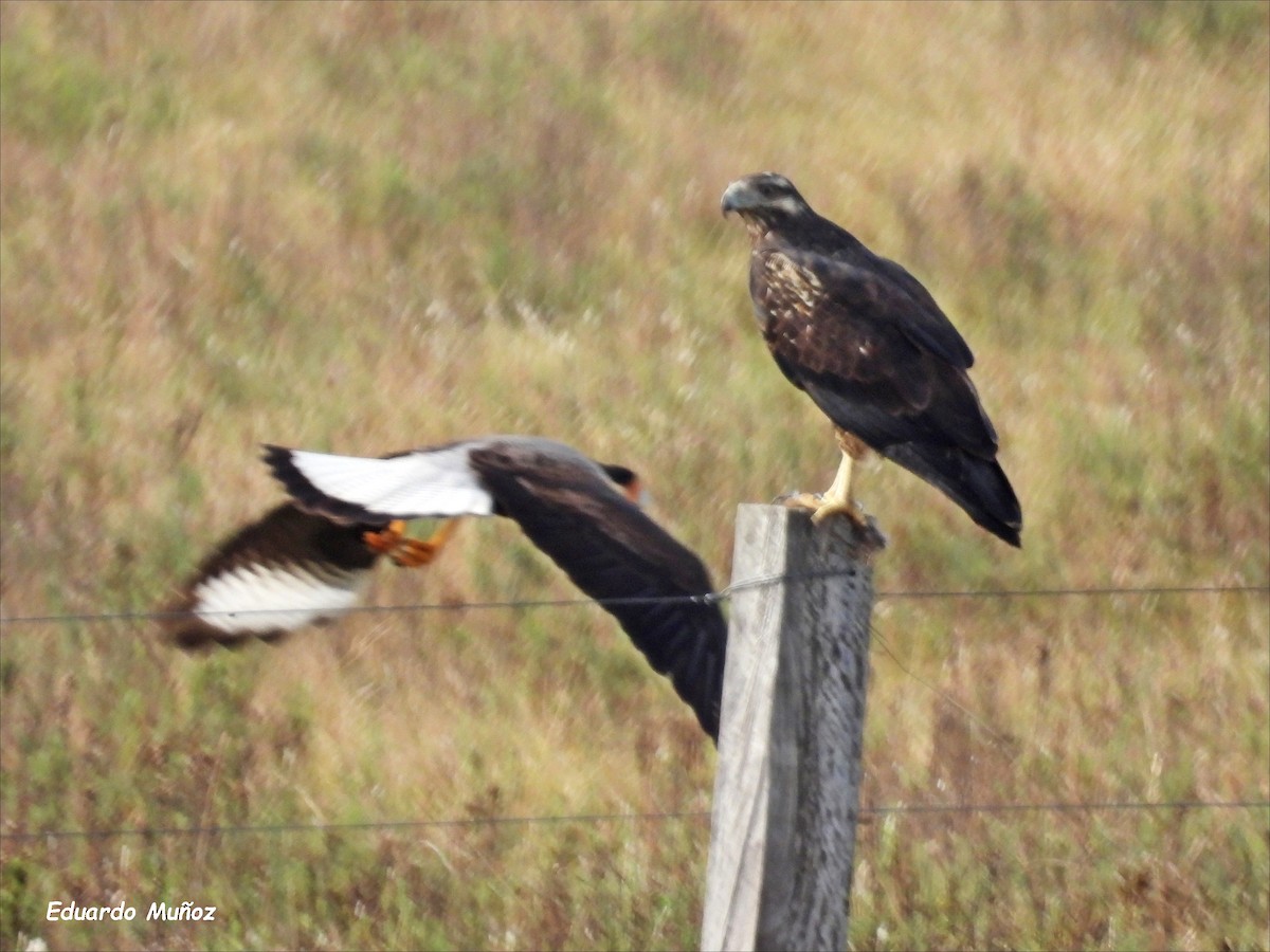 Black-chested Buzzard-Eagle - ML620714218