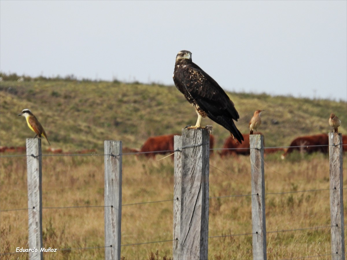 Black-chested Buzzard-Eagle - ML620714220