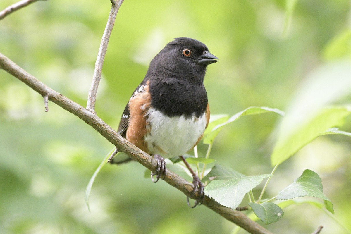 Spotted Towhee - ML620714222