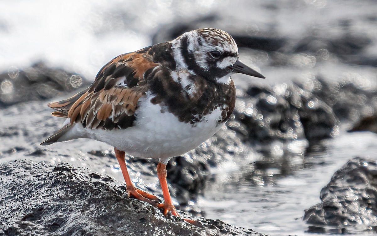 Ruddy Turnstone - ML620714224