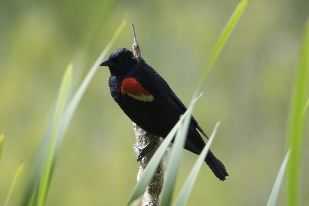 Red-winged Blackbird - ML620714229