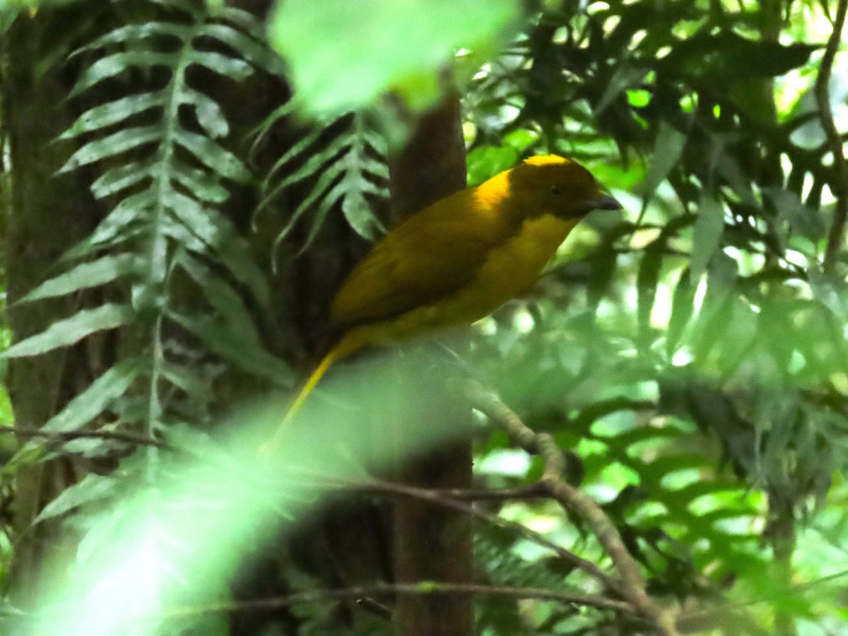 Golden Bowerbird - Ben Ward