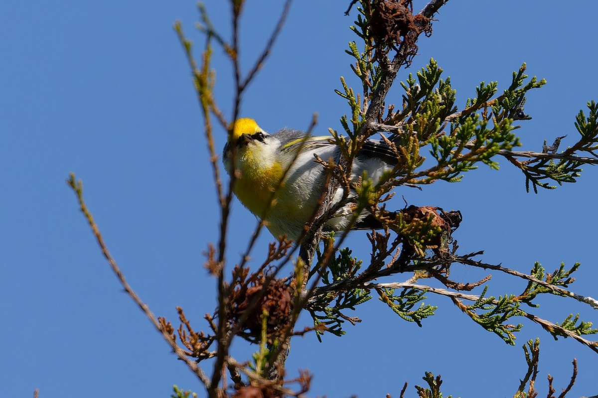 Brewster's Warbler (hybrid) - ML620714244