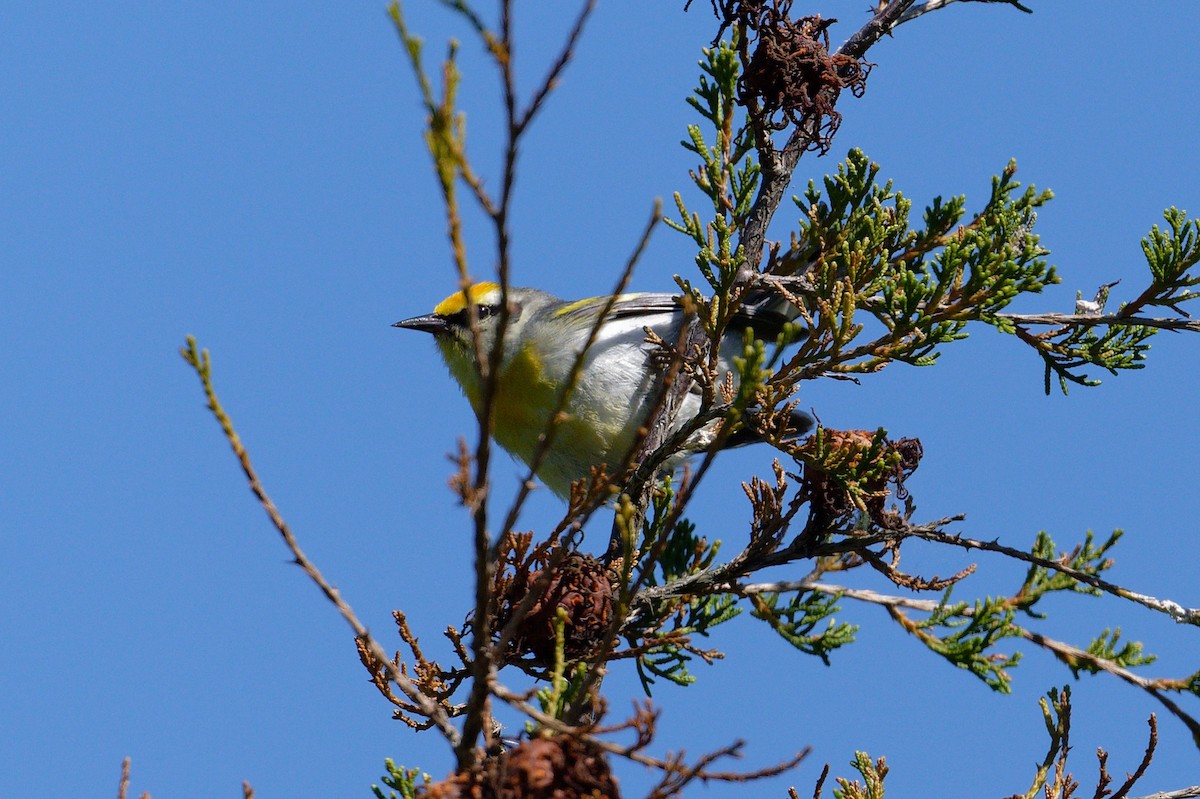 Brewster's Warbler (hybrid) - ML620714245