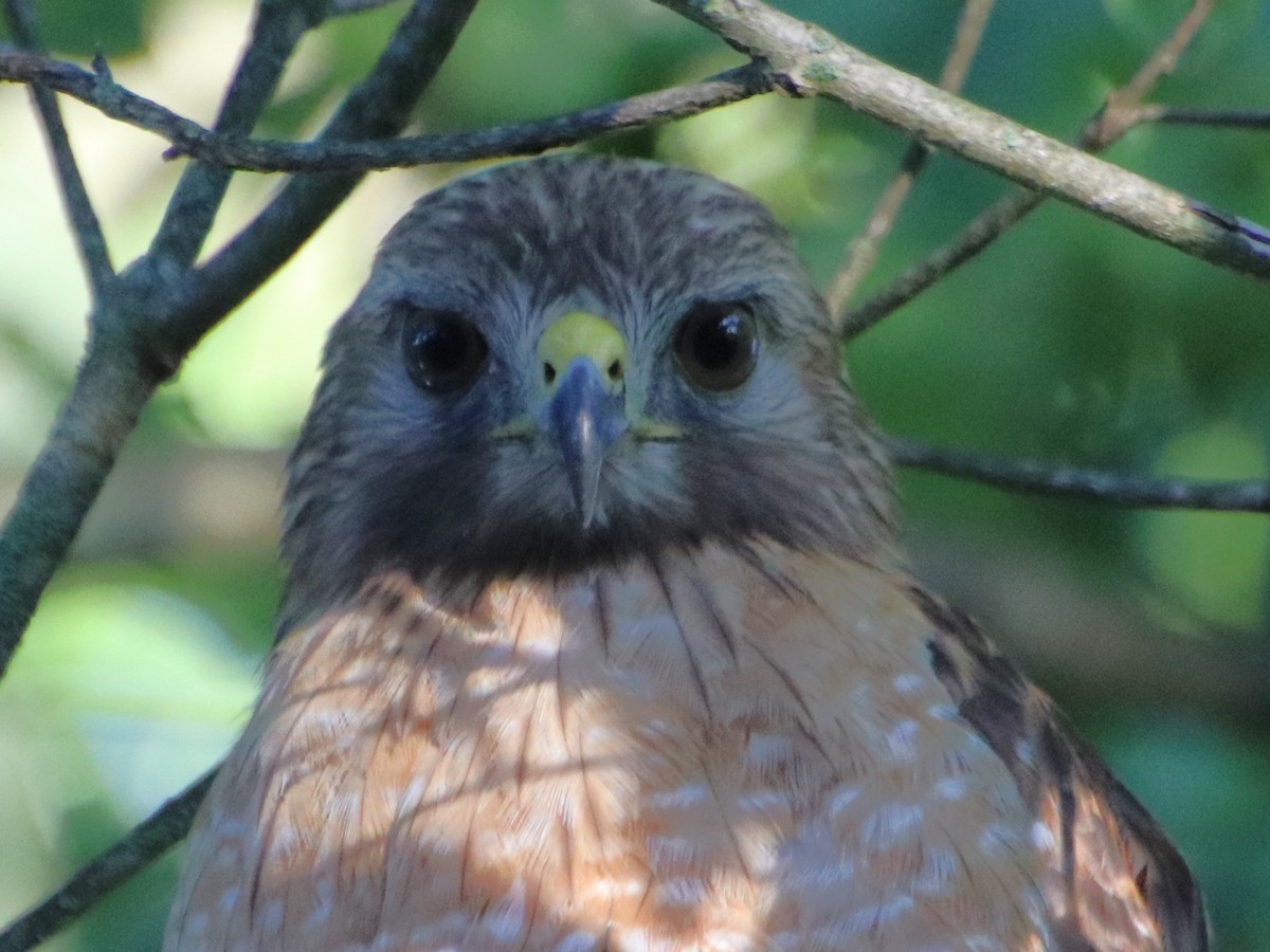 Red-shouldered Hawk - ML620714255