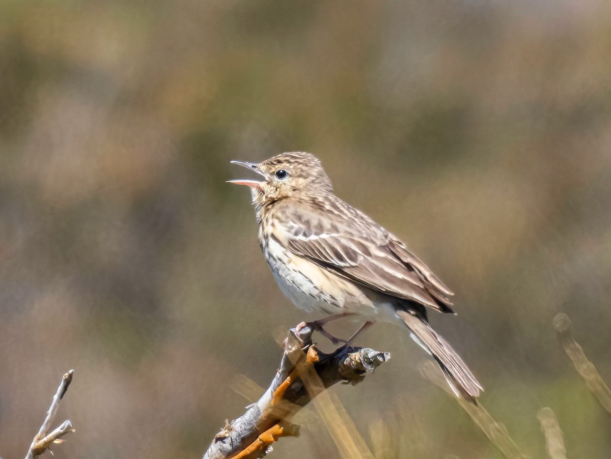 Tree Pipit - ML620714256