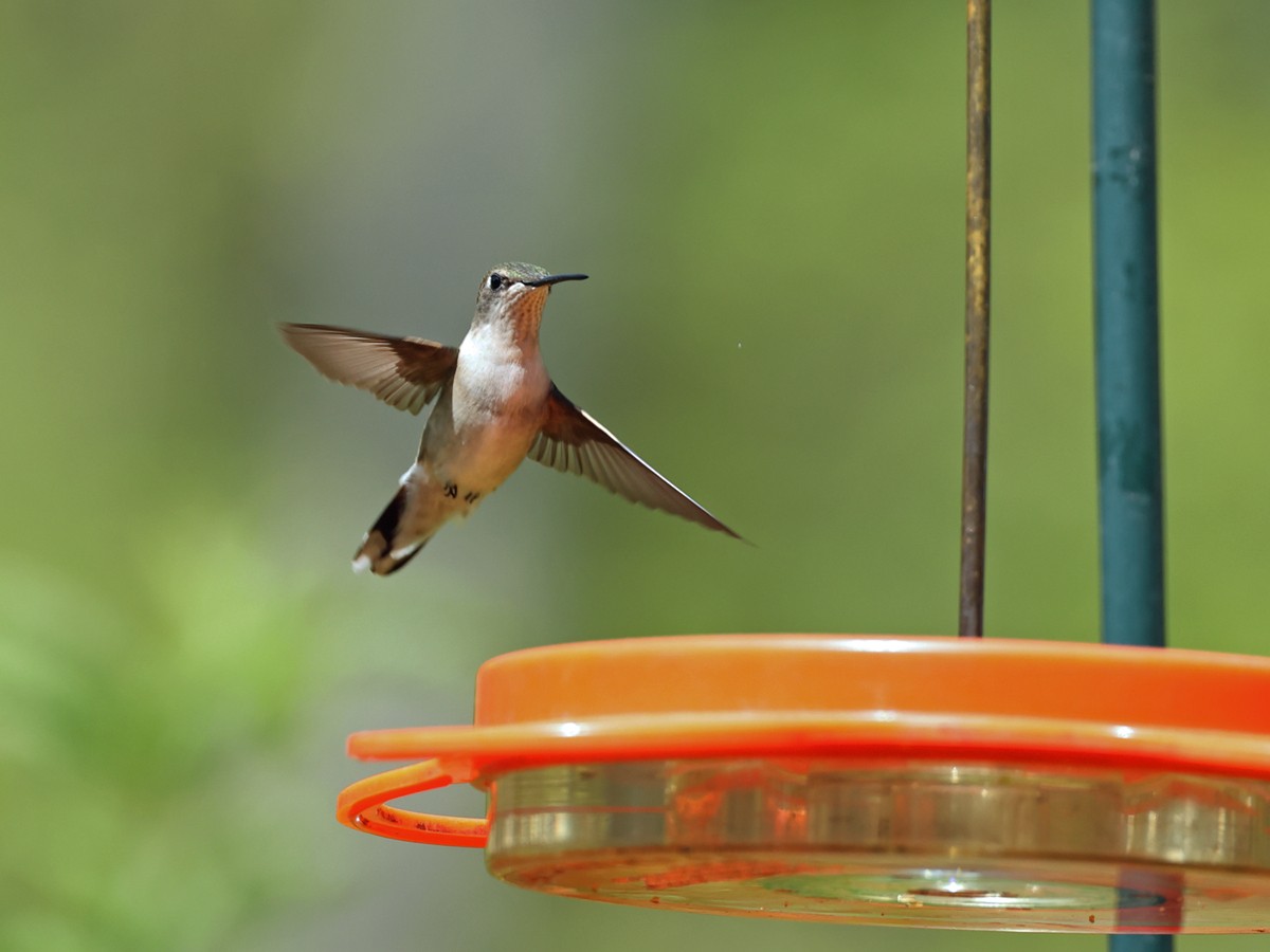 Ruby-throated Hummingbird - ML620714260