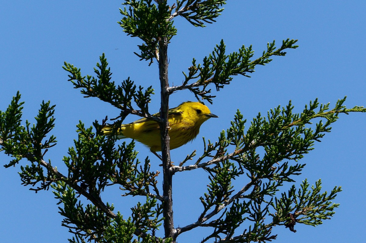 Yellow Warbler - ML620714262