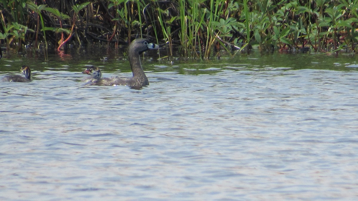 Pied-billed Grebe - ML620714266