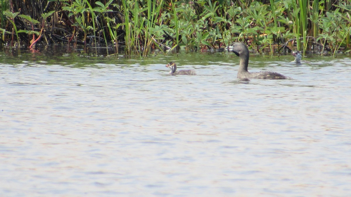 Pied-billed Grebe - ML620714267