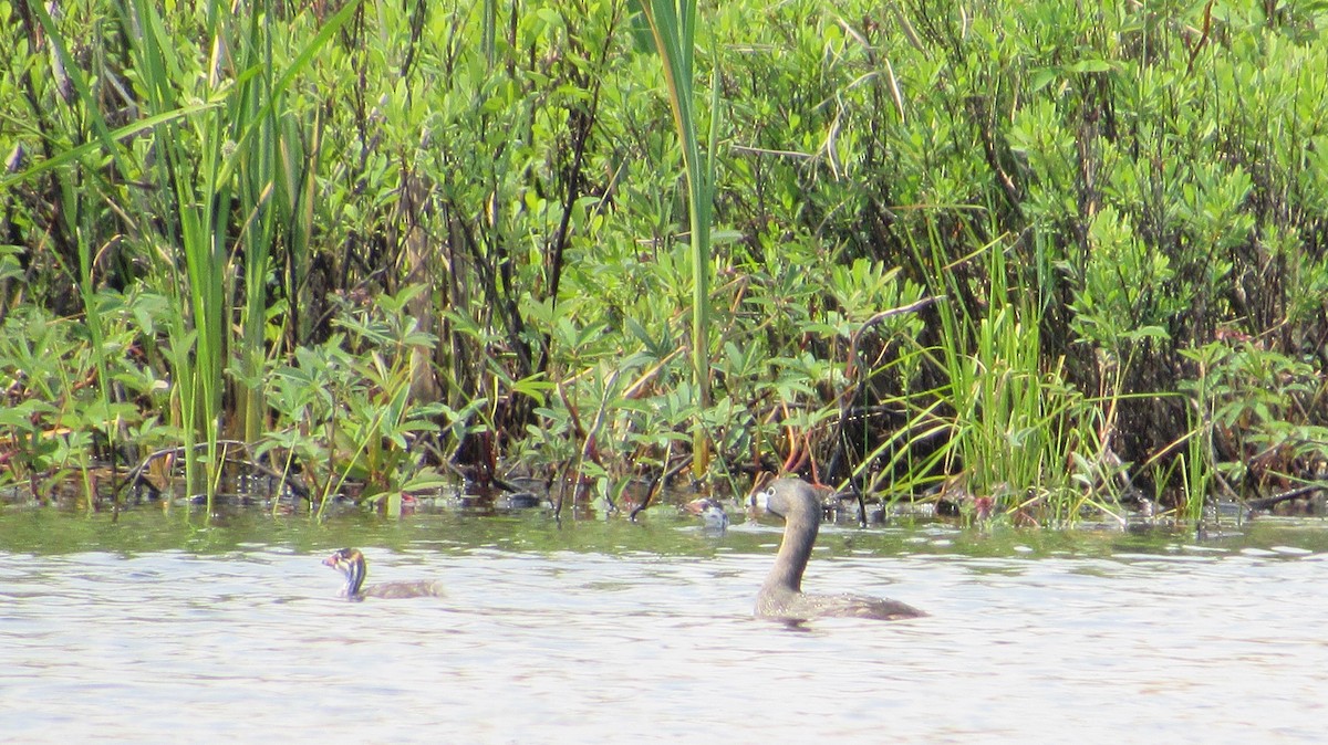 Pied-billed Grebe - ML620714268